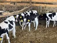सांड, Russian Black pied cattle — फ़ोटो 4