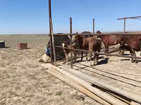 Yegua, Kazakh horse — foto 2