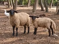 Widder, Suffolk sheep — Foto 3