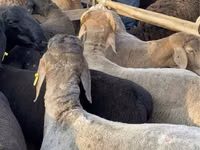Schafe (Partie, Geschlecht nicht angegeben), Arashan sheep — Foto 3
