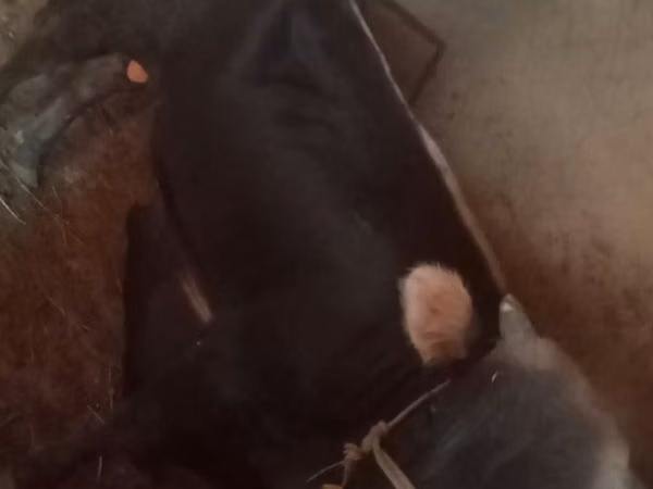 公牛, Cattle — 吉尔吉斯斯坦
