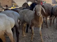 كبش, الأغنام — الصورة 3