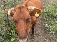 Cow, Cattle — photo 1