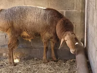 Widder, Tian-Shan semifinewool sheep — Foto 6