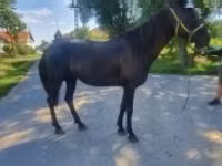 Mare, Horses — photo 2