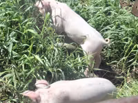 Schweine (Partie, Geschlecht nicht angegeben) — Foto 4