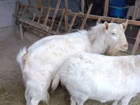 Schaf, Rhon sheep — Foto 8