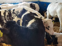 Bovinos (lote, sexo no especificado), Simmental cattle — foto 3