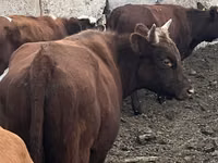 公牛, Cattle — 照片 4