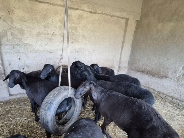 كبش, Blackheaded Persian sheep — أوزبكستان