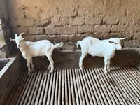 母山羊, Saanen goat — 照片 2
