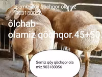 كبش, الأغنام — الصورة 3