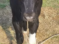 Kuh, Russian Black pied cattle — Foto 2