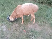 Carnero, Arashan sheep — foto 1