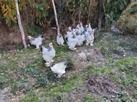 Brahma — foto 5