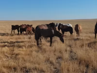 Hengst, Mugalzhar horse — Foto 8