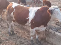 Buqa, Simmental cattle — 3-rasm
