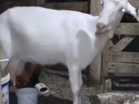 母山羊, Saanen goat — 照片 3