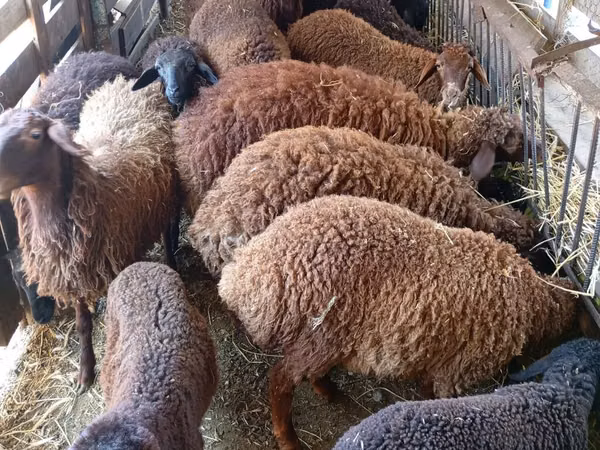 公羊, Sheep