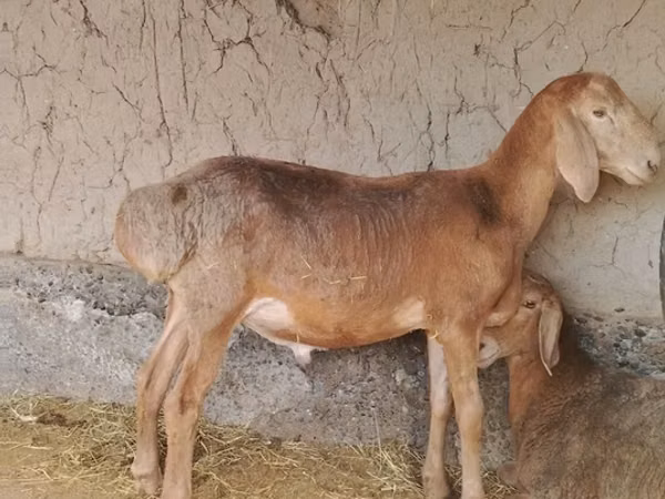 كبش, Arashan sheep — أوزبكستان