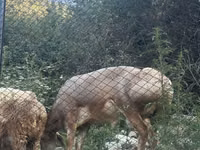 Schaf, Edilbay sheep — Foto 1