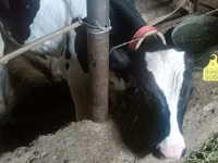 Bulle, Holstein-Rasse — Foto 1