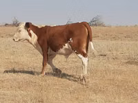 أبقار (دفعة، الجنس غير محدد), Latvian Blue cattle — الصورة 7