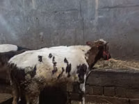 牛只（批次，未指定性别）, Cattle — 照片 3