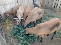 Oveja, Cameroon sheep — foto 3