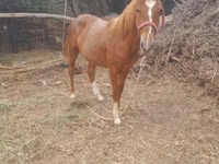 Caballos (lote, sexo no especificado), Caballos — foto 3
