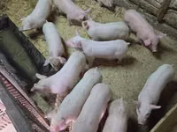 Schweine (Partie, Geschlecht nicht angegeben) — Foto 2