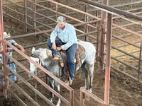 Hengst, Tennessee Walking Horse — Foto 7