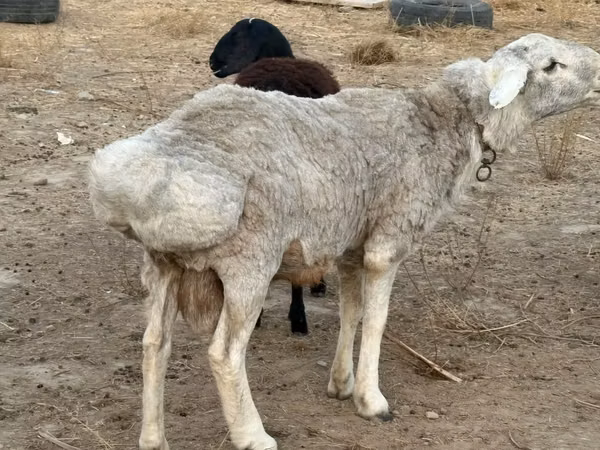 Ram, Sheep