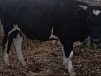 Toro, Ganado vacuno — foto 2