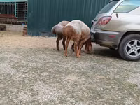 Қошқар, Hissar sheep — 3-сурет