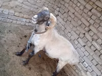 كبش, الأغنام — الصورة 2