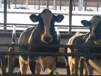 Kuh, Holstein-Rasse — Foto 4