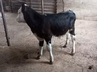 सांड, Russian Black pied cattle — फ़ोटो 2