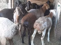Cabro, Cabras — foto 2
