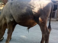 公牛, Swiss cattle — 照片 5