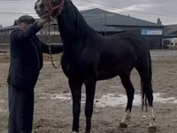 Caballo, Orlov Trotter — foto 5
