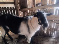 تيس, Alpine goat — الصورة 2