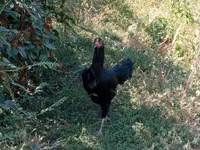 Chickens — photo 1