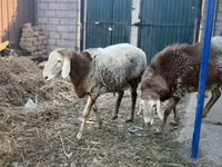 Ram, Rhon sheep — photo 4