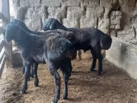 Ram, Sheep — photo 6