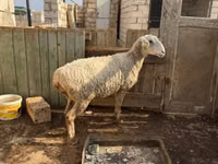 绵羊（批次，未指定性别）, Kazakh fat-tailed coarsewool sheep — 照片 1