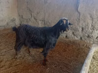 Cabra, Cabras — foto 1
