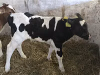 सांड, Simmental cattle — फ़ोटो 2