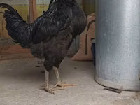 Chickens — الصورة 1