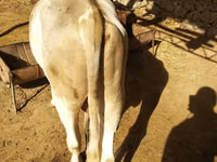 सांड, मवेशी — फ़ोटो 4
